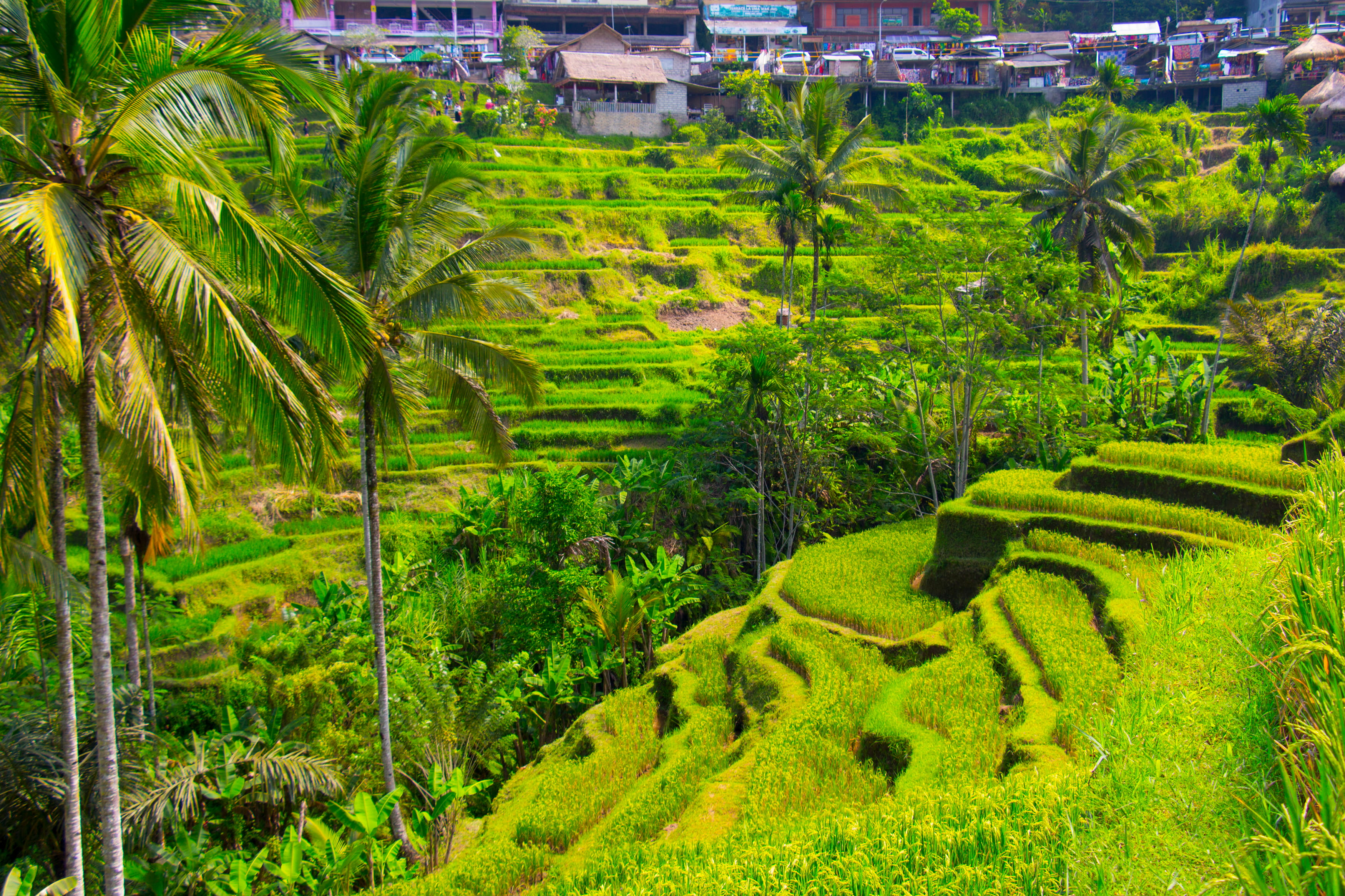 Indonezja - w krainie tysiąca wysp Jawa, Bali, Komodo Padar Island - tarasy ryżowe Bali (15).jpg